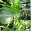 11 tips om langer van uw courgetteplanten te genieten.