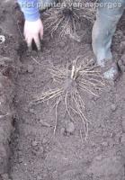 Het planten van aspergeplanten ( gezaaid of gekocht)