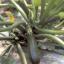 Courgettes zaaien van eind april tot eind juni