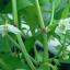 Paprika kweken, bestuiving en bevruchting