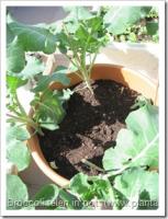 Gezonde broccoli groeit ook goed in potten