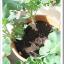Gezonde broccoli groeit ook goed in potten
