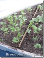Welke groenten zaaien en planten in februari?