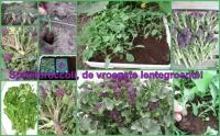 De vroegste groente uit openlucht : spruitbroccoli!