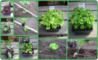 De groentetuin in april : plantjes kopen?