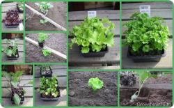 De groentetuin in april : plantjes kopen?