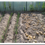Aardappelen uit de moestuin oogsten in juli