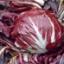 Radicchio|roodlof en groenlof| suikerbrood kweken (groenten als nateelt)