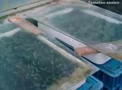 Tomaten zaaien : hoe doe jij dat?