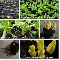 Witloofwortels telen zonder groentetuin.