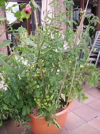 vijf tomaten in een pot