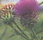 bloem van kardoen, cynara cardunculus