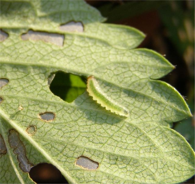 Rupsjes Op Aardbeiplanten Fruit En Noten Moestuin Forum Rupsjes Op Aardbeiplanten Fruit En Noten Moestuin Forum