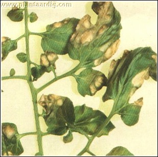 tomaat_bladverdroging_fusarium_sulphureum.jpg