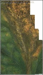 tomaat_botrytis_blad.jpg