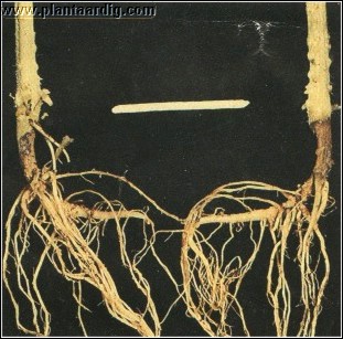 tomaat_voetrot_stengel_rhizoctonia_solani.jpg