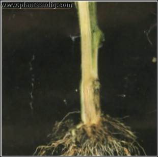 tomaat_voetziekte_fusarium_oxysporum.jpg