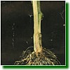 tomaat_voetziekte_fusarium_oxysporum.jpg