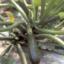Courgettes zaaien van eind april tot eind juni