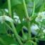 Paprika kweken, bestuiving en bevruchting