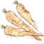 Pastinaak, een groente voor de winter