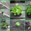 De groentetuin in april : plantjes kopen?