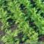 De teelt van raapsteeltjes: gewone groene of gele malse?