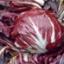 Radicchio|roodlof en groenlof| suikerbrood kweken (groenten als nateelt)