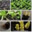 Witloofwortels telen zonder groentetuin.