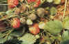 aardbei_botrytis1.jpg (113053 bytes)