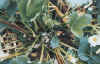 aardbei_botrytis2_koprot.jpg (108648 bytes)