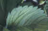aardbei_spint1.jpg (81990 bytes)