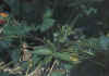 aardbeimijt2.jpg (93184 bytes)