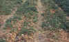 verticillium_aardbei2.jpg (123383 bytes)