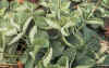 witziekte_aardbei1.jpg (64803 bytes)
