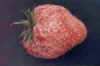 witziekte_aardbei2.jpg (76776 bytes)